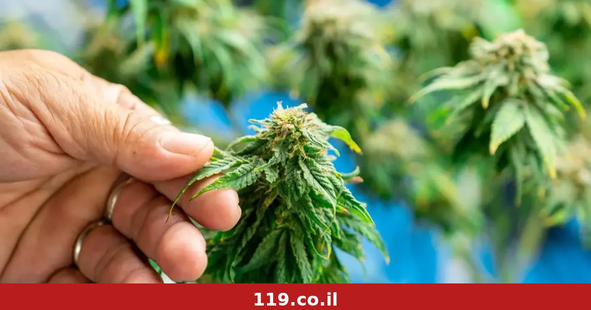 ההרס בניר עוז הפך לפיצוי ענק: חברת הקנאביס תקבל 230 מיליון שקלים, המניה מזנקת