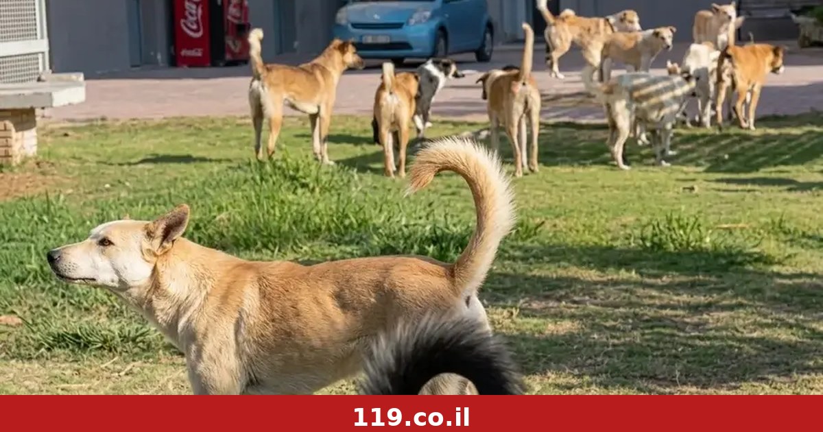 "המתת חסד": צה"ל יורה בכלבים בבסיסים במקום למצוא להם מקלט