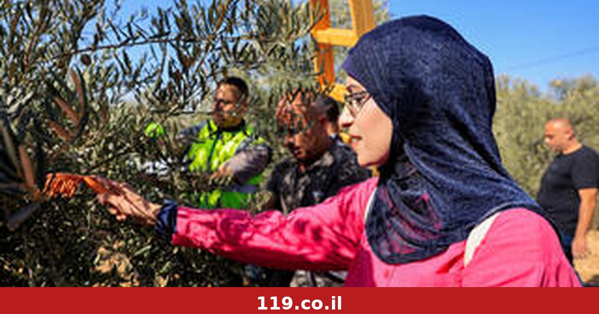 עוקרים עצים ואנשים: רגע לפני המסיק, כך מוחרבת החקלאות הפלסטינית ביו"ש