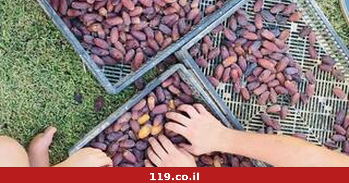 במוקד - תפוזים ותמרים: עונש של עד שש שנות מאסר על ייבוא מוצרים מיו"ש למדינה האירופית