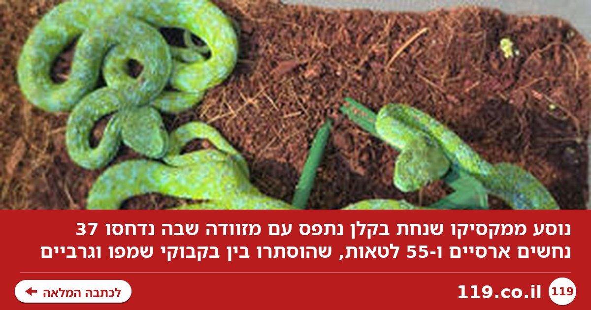 בנמל נדהמו: ירד מהמטוס עם מזוודה מלאה בנחשים ארסיים