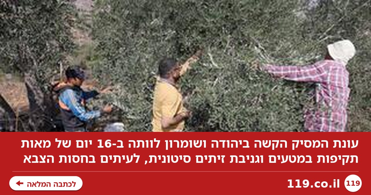 מסיק הזיתים ביהודה ושומרון: באנו, הרבצנו, גירשנו, גנבנו