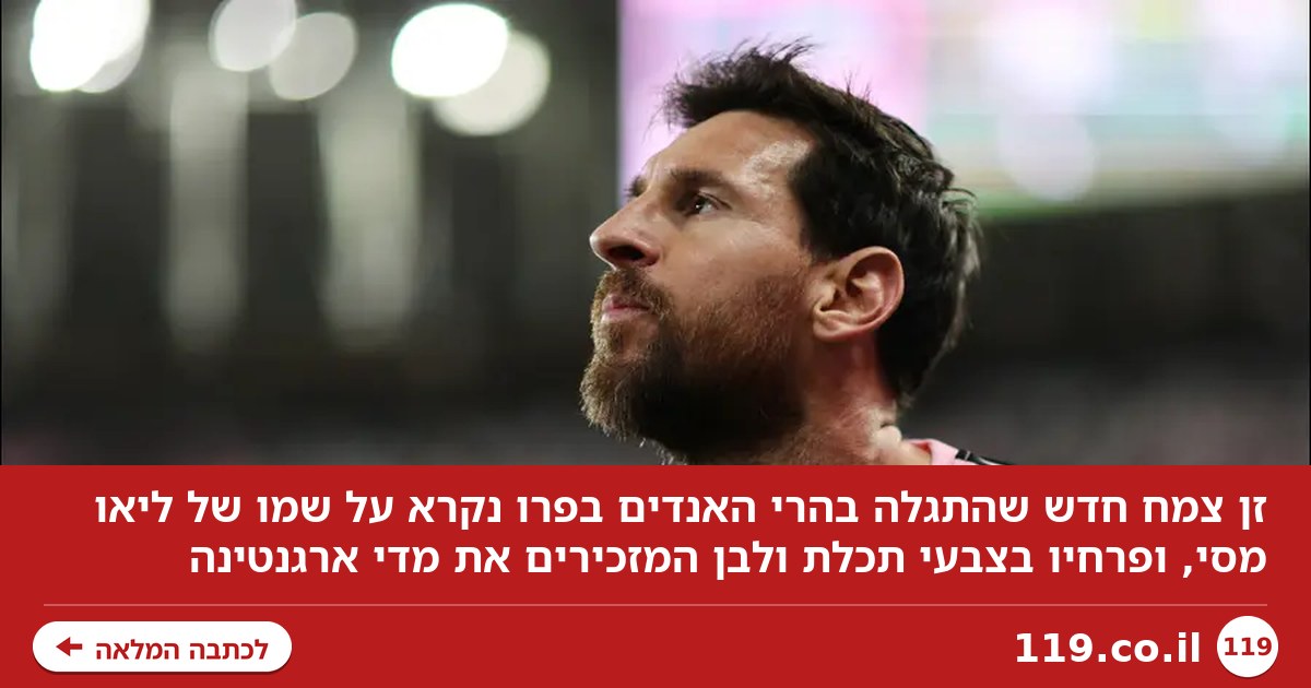 ליאו מסי לנצח: זן חדש של צמח התגלה, ונקרא על שמו
