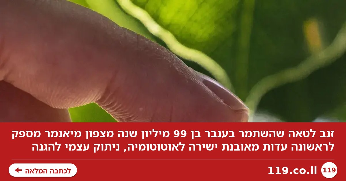 זנב של לטאה בן 99 מיליון שנה התגלה - וחושף סוד מעידן הדינוזאורים